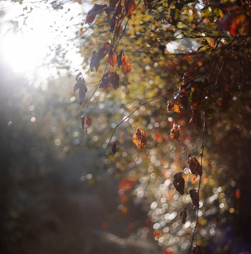 Autumn Scents - A Time for Reflection by James Craven