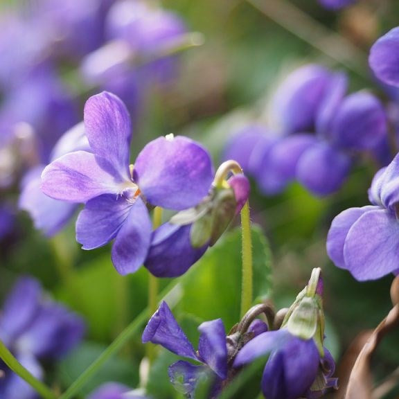 Ingredient Focus: Violets